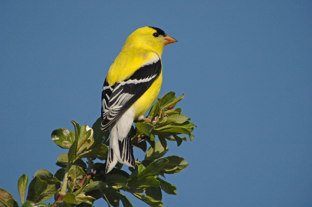 Finch, American Goldfinch, 2009-05139351 Parker River NWR, MA.JPG - American Goldfinch. Parker River NWR, MA, 5-13-2009